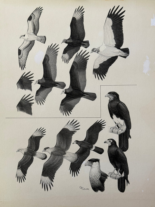 "A Guide to the Birds of Venezuela" Original Plate