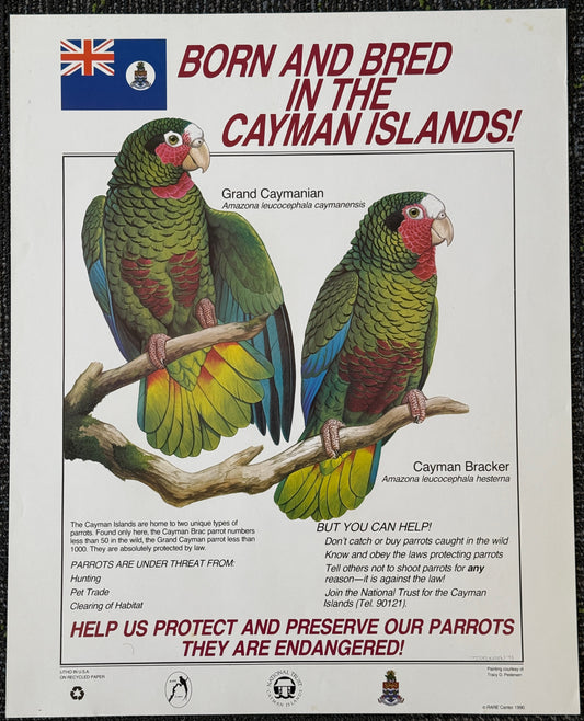 Cayman Islands Parrot Vintage Preservation Poster (1991)