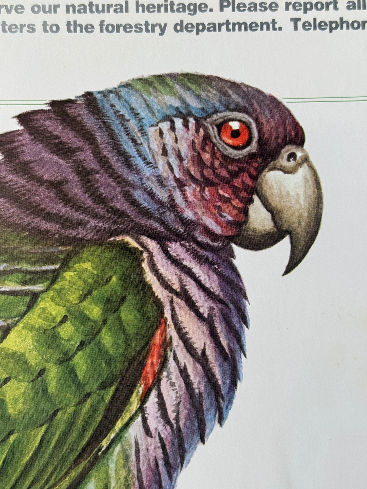 Dominican Parrot Vintage Preservation Poster (1979)