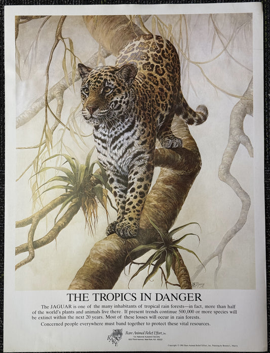 Jaguar Preservation Vintage Poster (1981)