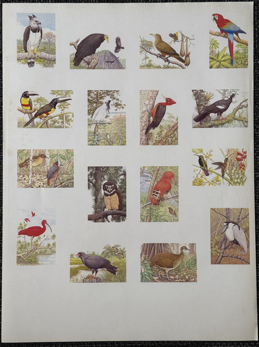 Vintage Suriname Bird Poster (1979) (Artist Proof)