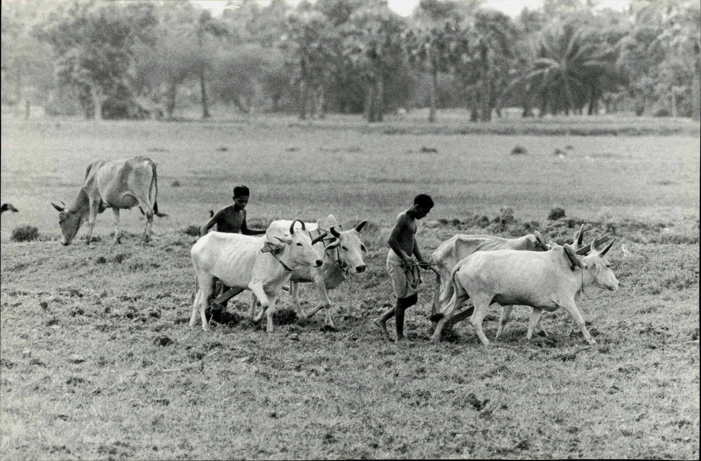 India Documentary Imagery by Henry Herr Gill (27 oversized prints)