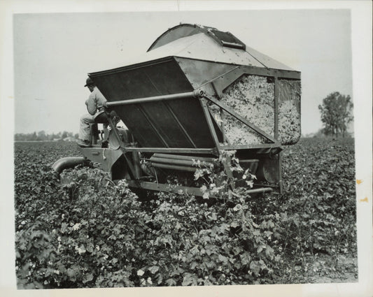 Cotton Economy Images (1947) (3 vintage prints) Agriculture cotton Nature