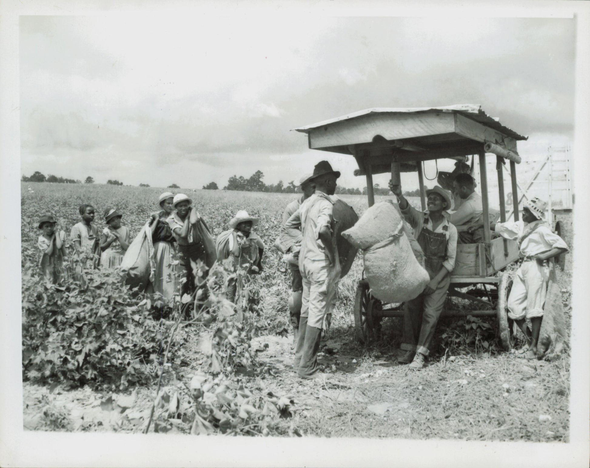 Cotton Economy Images (1947) (3 vintage prints) Agriculture cotton Nature