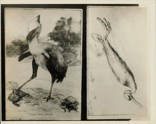 Dinosaur Concept Sketch (1928)